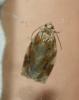 Archips xylosteana